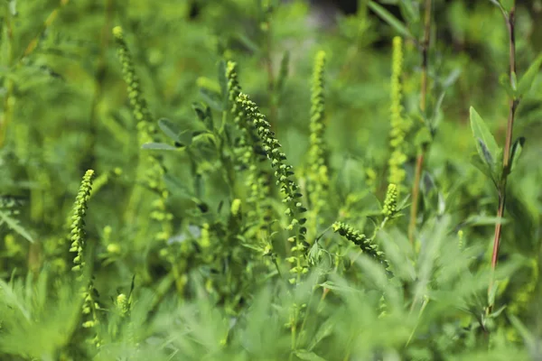 Planta de ambrosía floreciente (género Ambrosia) al aire libre, primer plano. Alergia estacional —  Fotos de Stock