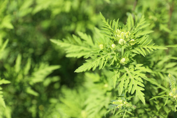 Blooming ragweed plant (Ambrosia genus) outdoors, top view with space for text. Seasonal allergy