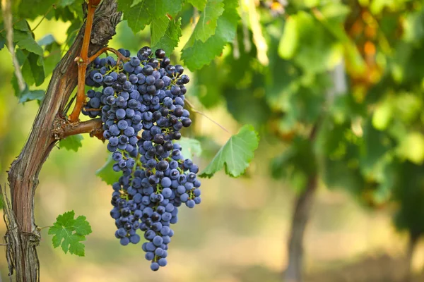 Uvas jugosas frescas maduras que crecen en el viñedo — Foto de Stock