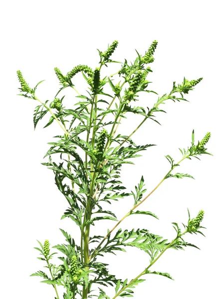 Bloeiende ragweed plant (Ambrosia geslacht) op witte achtergrond. Seizoensgebonden allergie — Stockfoto