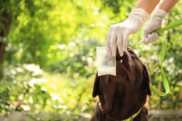 Обнаружение Лабрадор собака нюхает наркотики в пластиковом мешке на открытом воздухе — стоковое фото