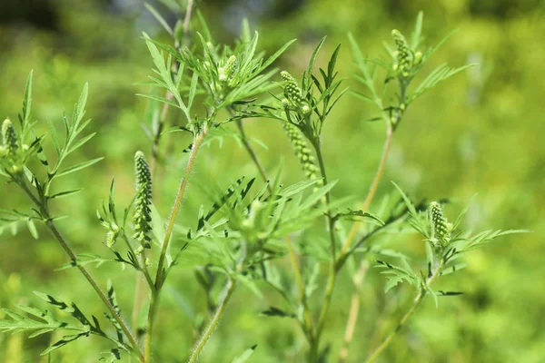 Blooming ragweed bitki (Ambrosia cinsi) açık havada, closeup. Mevsimsel alerji