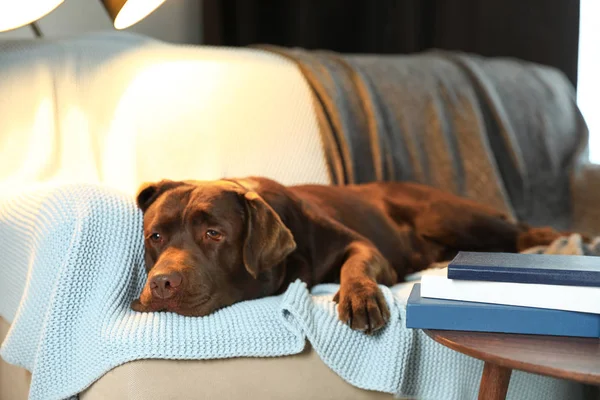 Cute chocolate Labrador retriever lying on couch at home. Warm and cozy winter — Stock Photo, Image