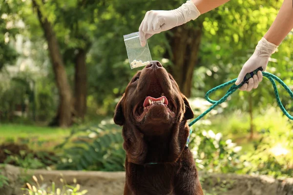 Detection Labrador dog sniffing drugs in plastic bag outdoors