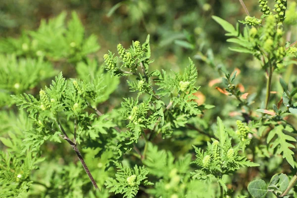 Güneşli bir günde açık havada çiçek açan ragweed bitki (Ambrosia cinsi). Mevsimsel alerji