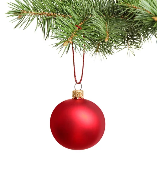 Red Christmas ball hanging on fir tree branch against white background — Stock Photo, Image