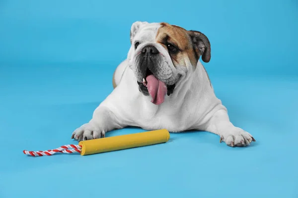 Bedårande rolig engelsk Bulldog med leksak på ljusblå bakgrund Royaltyfria Stockfoton