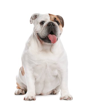 Beyaz arka planda sevimli komik İngilizce bulldog