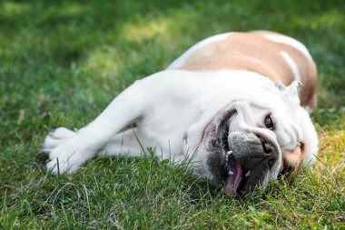 Parkta yeşil çim üzerinde Komik İngiliz bulldog