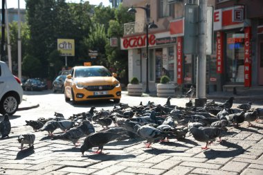 İstanbul, Türkiye - 08 Ağustos 2019: Güneşli sokakta güvercin sürüsü ve taksi arabası
