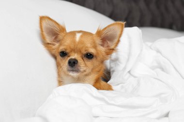 Sevimli küçük Chihuahua köpek yatakta yalan