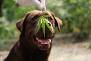 Algılama Labrador köpek kenevir yaprağı açık havada koklama