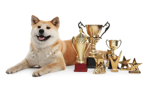 Adorable perro Akita Inu con trofeos campeones sobre fondo blanco — Foto de Stock