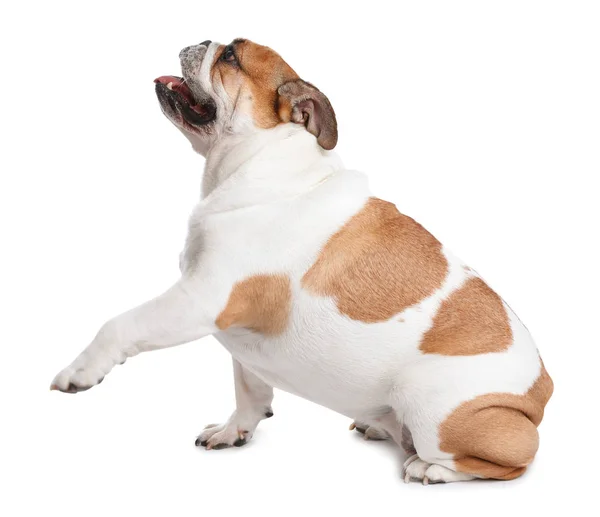 Godny podziwu angielski Bulldog dający Paw na biały tło — Zdjęcie stockowe