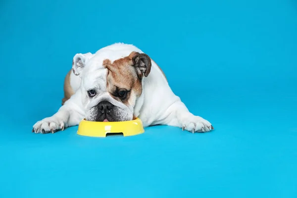 Adorable funny English bulldog with feeding bowl on light blue background