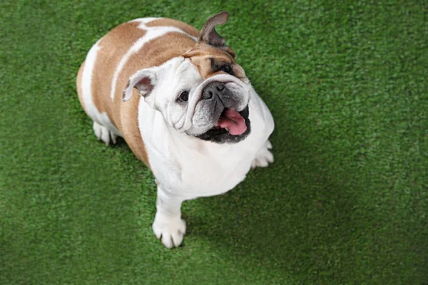 Imádnivaló vicces angol bulldog a fűben, a fenti nézetet. Szóköz a szöveghez — Stock Fotó