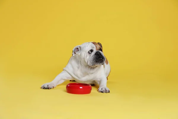 Adorable funny English bulldog with feeding bowl on yellow background