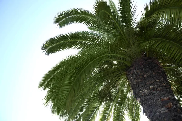 Hermosa palmera con hojas verdes contra el cielo azul claro, vista de ángulo bajo — Foto de Stock