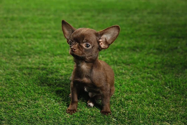 Schattige kleine Chihuahua hond op groen gras — Stockfoto