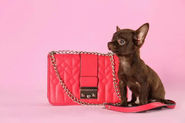 Carino piccolo cane Chihuahua e borsa femminile su sfondo rosa — Foto Stock