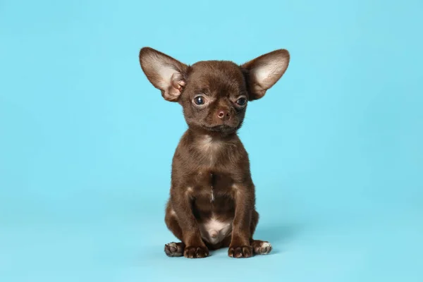 Schattige kleine Chihuahua hond op licht blauwe achtergrond — Stockfoto