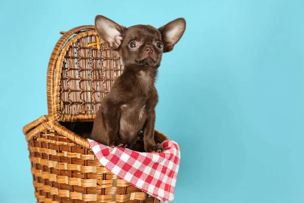 Aranyos kis Chihuahua kutya piknik kosár világoskék háttér. Szóköz a szöveghez — Stock Fotó