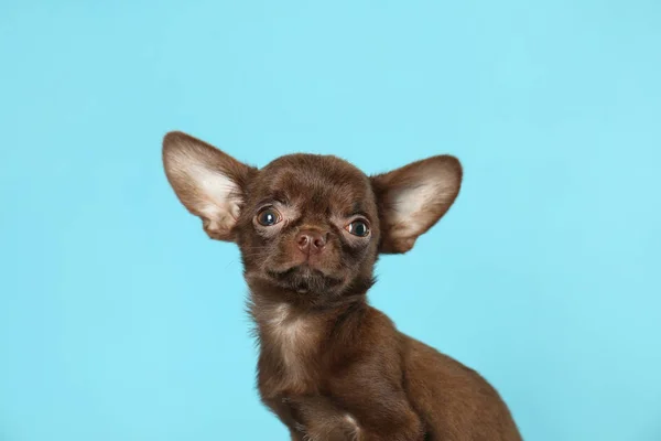 Schattige kleine Chihuahua hond op licht blauwe achtergrond — Stockfoto