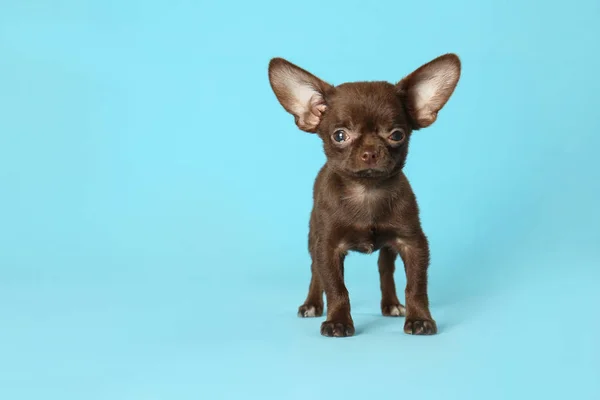 Schattige kleine Chihuahua hond op licht blauwe achtergrond. Ruimte voor tekst — Stockfoto