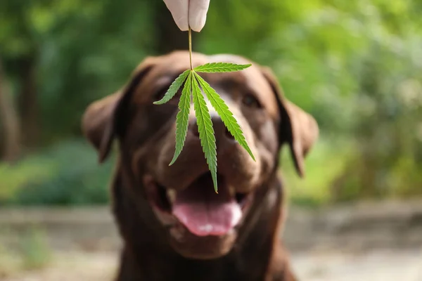 Detection Labrador dog sniffing hemp leaf outdoors