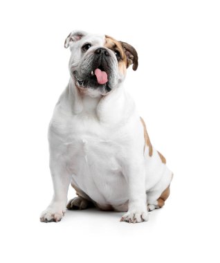 Beyaz arka planda sevimli komik İngilizce bulldog