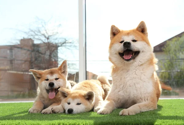 Adorable Akita Inu psa i szczeniąt na sztucznej trawie w pobliżu okna — Zdjęcie stockowe