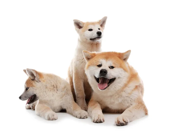 Очаровательная собака Акита Ину и щенки, изолированные на белом — стоковое фото