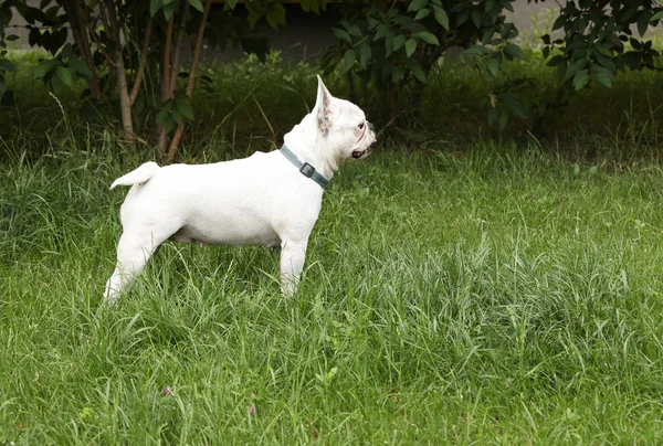 Imádnivaló Francia Bulldog a zöld fű a szabadban. Szóköz a szöveghez — Stock Fotó
