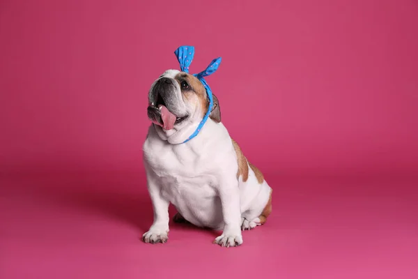 Adorable funny English bulldog with bow on pink background