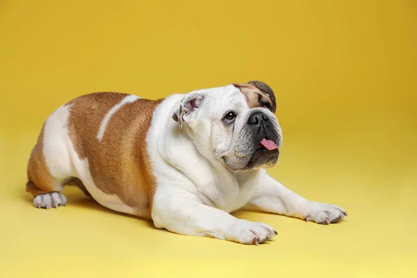 Adorable funny English bulldog on yellow background — Stock Photo, Image