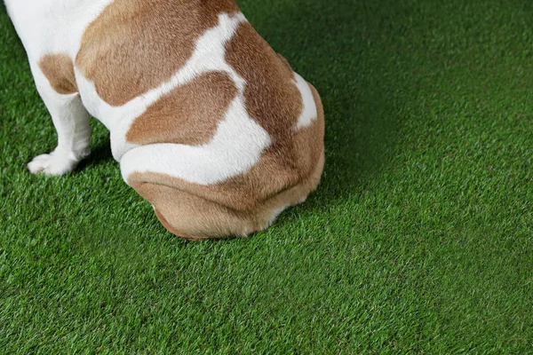 Imádnivaló vicces angol bulldog a füvön, Vértes kilátás. Szóköz a szöveghez — Stock Fotó