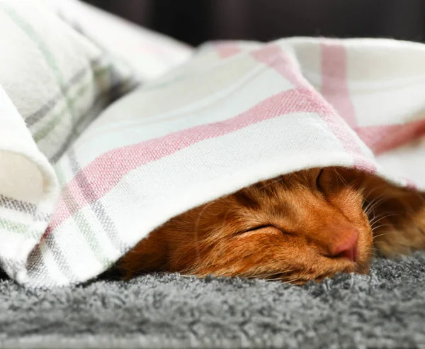 Gato adorável e cão dormindo sob xadrez no chão. Inverno quente e acolhedor — Fotografia de Stock