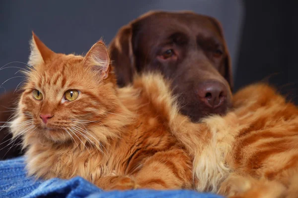 Cute cat and dog on blue plaid at home. Warm and cozy winter