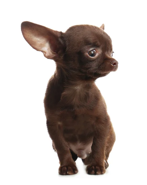 Lindo perro Chihuahua pequeño sobre fondo blanco —  Fotos de Stock