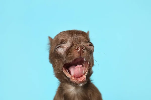 Bonito pequeno Chihuahua cão bocejando no fundo azul claro — Fotografia de Stock