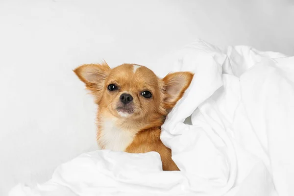 Cute mały pies chihuahua leżącego w łóżku — Zdjęcie stockowe