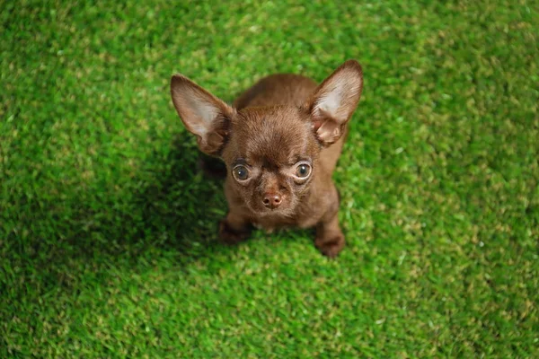 Schattige kleine Chihuahua hond op groen gras, boven uitzicht — Stockfoto
