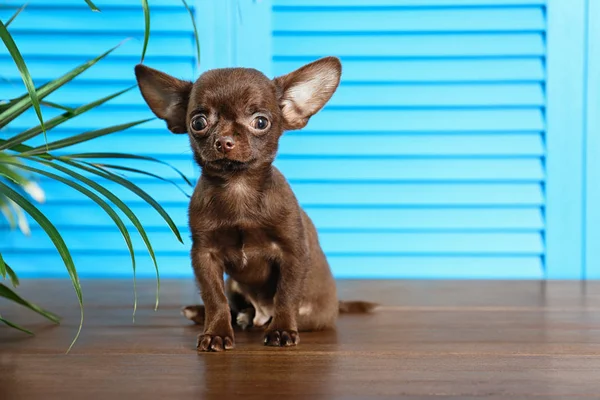 Schattige kleine Chihuahua hond op houten vloer tegen licht blauwe achtergrond. Ruimte voor tekst — Stockfoto