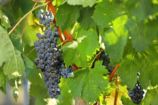 Raisins frais juteux mûrs poussant dans le vignoble — Photo