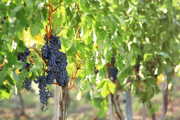 Taze olgun sulu üzüm bağ büyüyen
