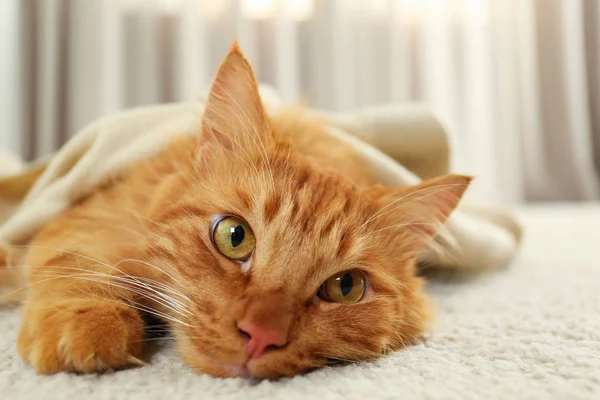 Αξιολάτρευτο τζίντζερ γάτα κάτω από καρό στο σπίτι. Άνετο χειμώνα — Φωτογραφία Αρχείου