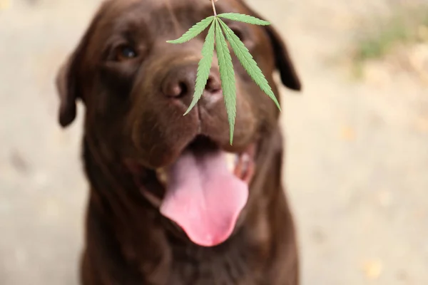 Detection Labrador dog sniffing hemp leaf outdoors