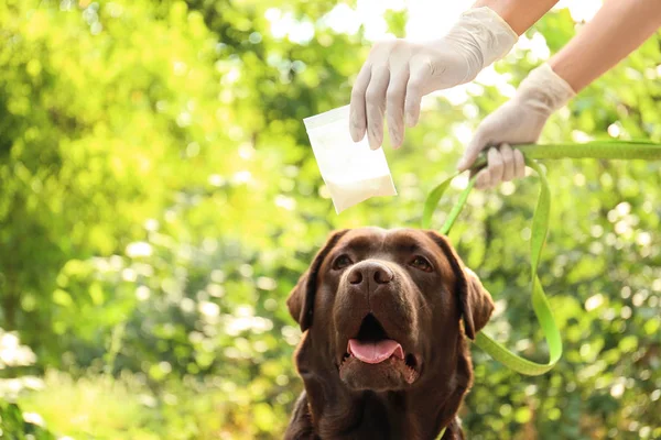 Labrador-Hund schnüffelt Drogen in Plastiktüte im Freien — Stockfoto