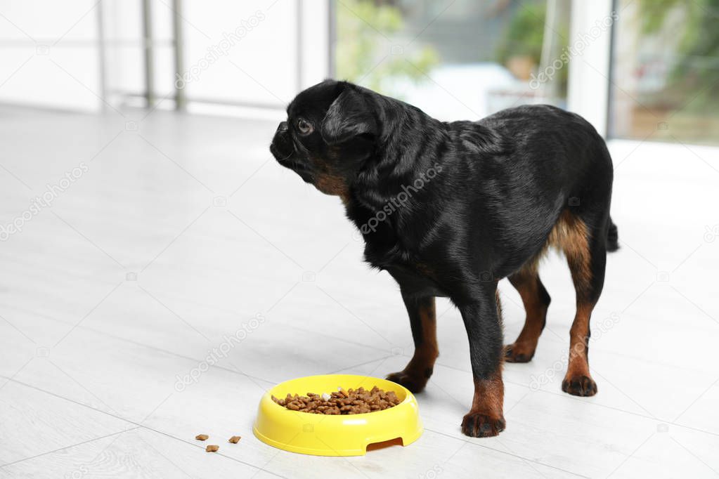 Adorable black Petit Brabancon dog with feeding bowl on wooden floor