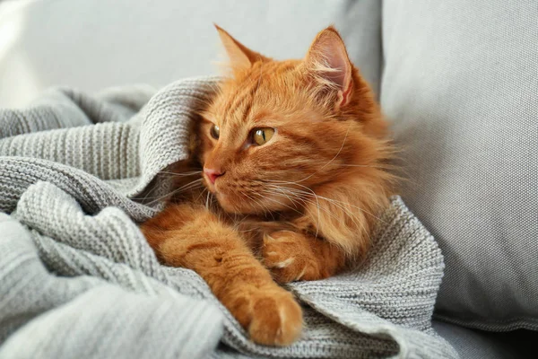 Pisică roșie adorabilă sub carouri pe canapea acasă. Iarna confortabilă — Fotografie, imagine de stoc
